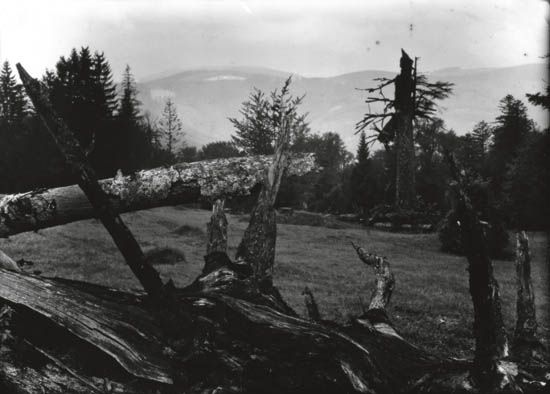 SUDEK, JOSEF (1896-1976) Untitled (dead wood).